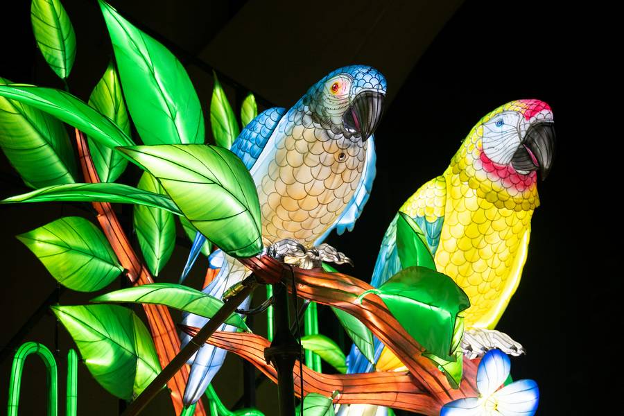 Tropical birds perched at the Cleveland Metroparks Zoo's Asian Lantern Festival.